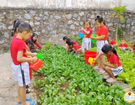 Hoạt động trải nghiệm chăm sóc “Vườn rau sạch của bé”  tại Trường Mầm non Họa Mi